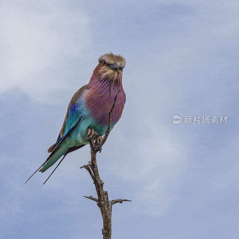 紫丁香胸脯罗拉，Kruger N.P.